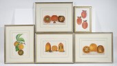 (5) CHROMOLITHO FRUIT PRINTS,
