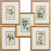 (5) FLORAL ENGRAVINGS, E. D. S