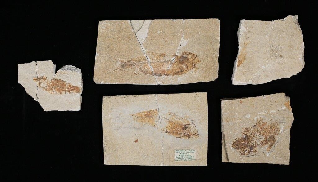 5 FOSSILIZED FISH VERTEBRATA