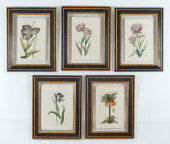 5 HAND COLORED BOTANICAL PRINT