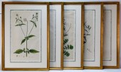 5 JAMES SOWERBY HAND COLORED B