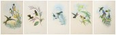 (5) John Gould hand colored bi
