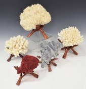 (5) NATURAL CORAL SPECIMENS, V