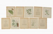 5 PCS, JOHN ABBOT BUTTERFLIES