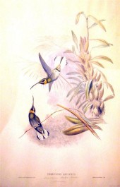 5 pieces.  Hand-Colored Lithog