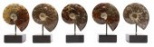 (5) POLISHED AMMONITE SPECIMEN