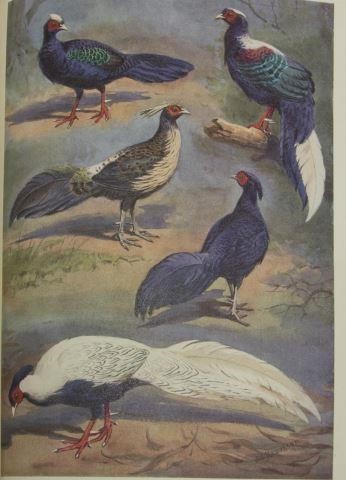 (5)BOOKS: PARROTS OF THE WORLD,
