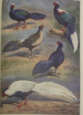 (5)BOOKS: PARROTS OF THE WORLD
