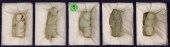5pc Chinese Jade Children & Fi