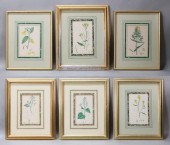 6 BOTANICAL LITHOGRAPHS6 botan