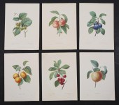 6 BOTANICAL PRINTS AFTER PJ RE
