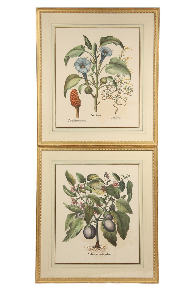 (6) BOTANICAL PRINTS -