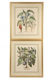 (6) BOTANICAL PRINTS - Handcol