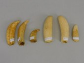 (6) COLLECTION OF WHALE AND SE