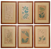(6) FRAMED BOTANICAL HAND-COLO