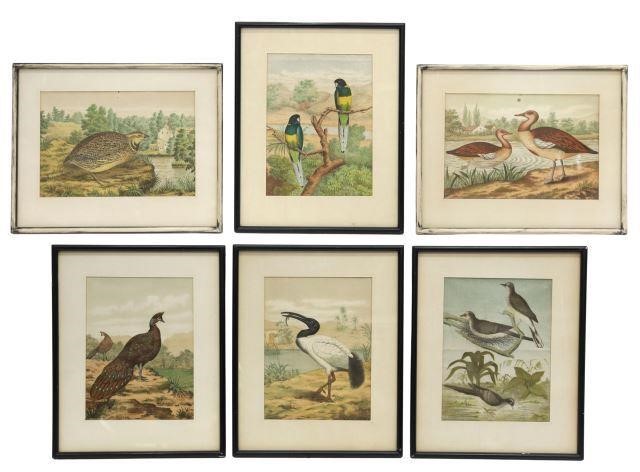(6) FRAMED ORNITHOLOGY