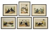 (6) FRAMED ORNITHOLOGY PIGEONS