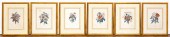 6 PCS, FLORAL BOTANICAL PRINTS