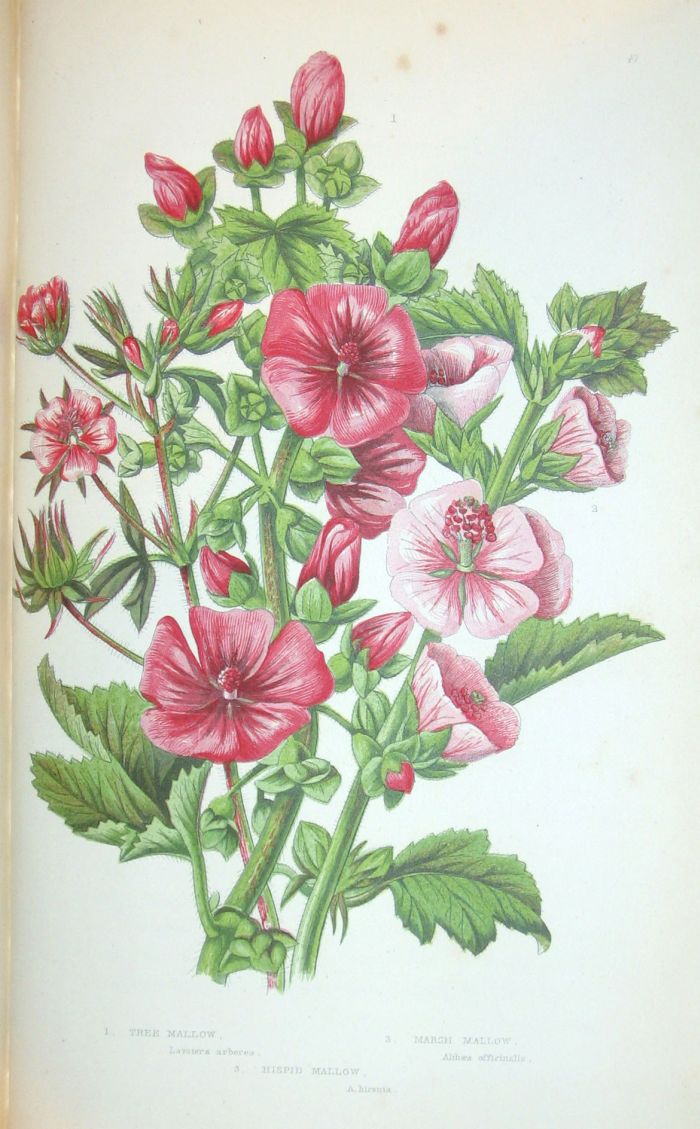 6 vols.  Pratt, Anne. The Flowering