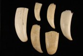 (6) WHALES TEETH - Six Uncarve