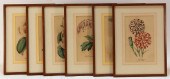 6PC 19C HAND COLORED BOTANICAL