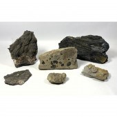 6pc Rocks and Fossils. Trilobi