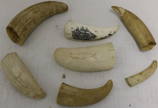 7 MISCELLANEOUS WHALE'S TEETH.  ONE