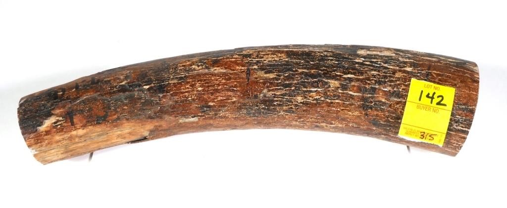 7 POUND SECTION OF ELEPHANT TUSK