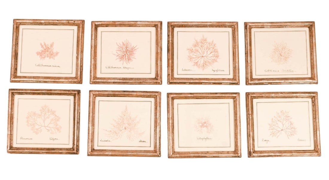 8 ANTIQUE DRIED & FRAMED MARINE