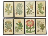 (8) COLORED BOTANICAL ENGRAVIN