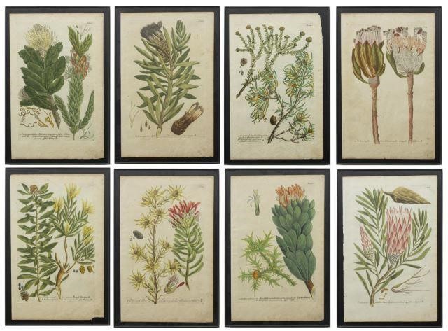 (8) COLORED BOTANICAL ENGRAVINGS,