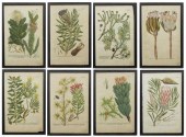 (8) COLORED BOTANICAL ENGRAVIN