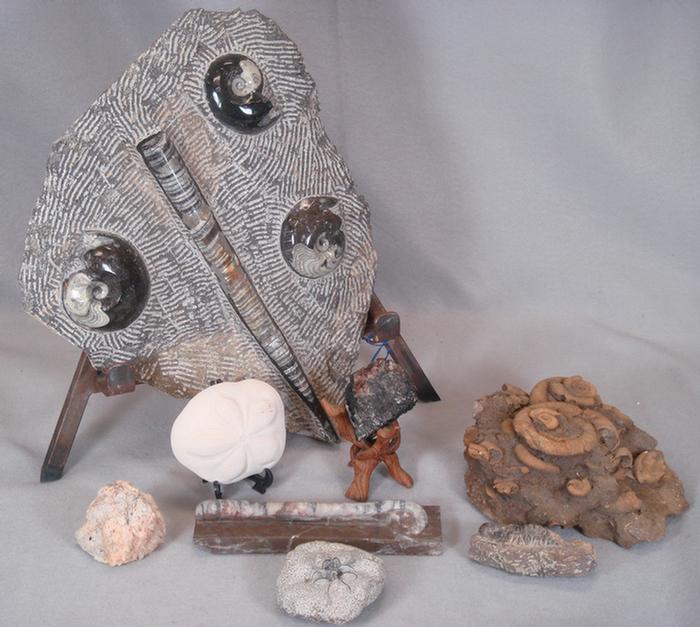 8 fossil or gemstone embedded