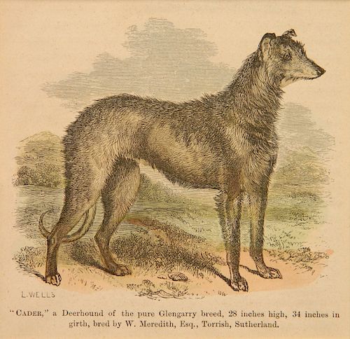 8 PRINTS- DOG PORTRAITS AND HUNTING