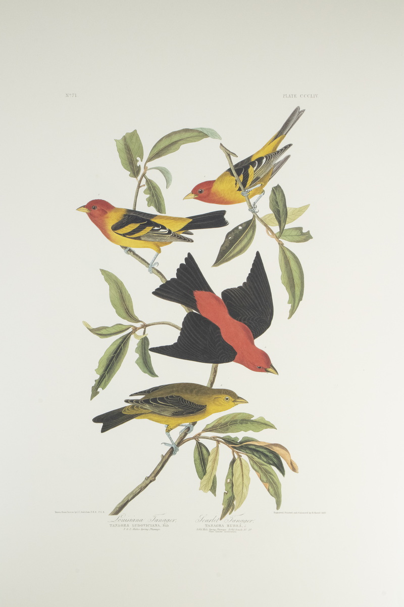 (9) AUDUBON ABBEVILLE PRESS PRINTS,