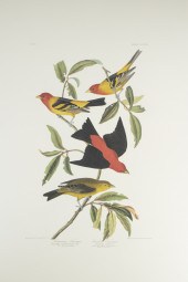 (9) AUDUBON ABBEVILLE PRESS PR