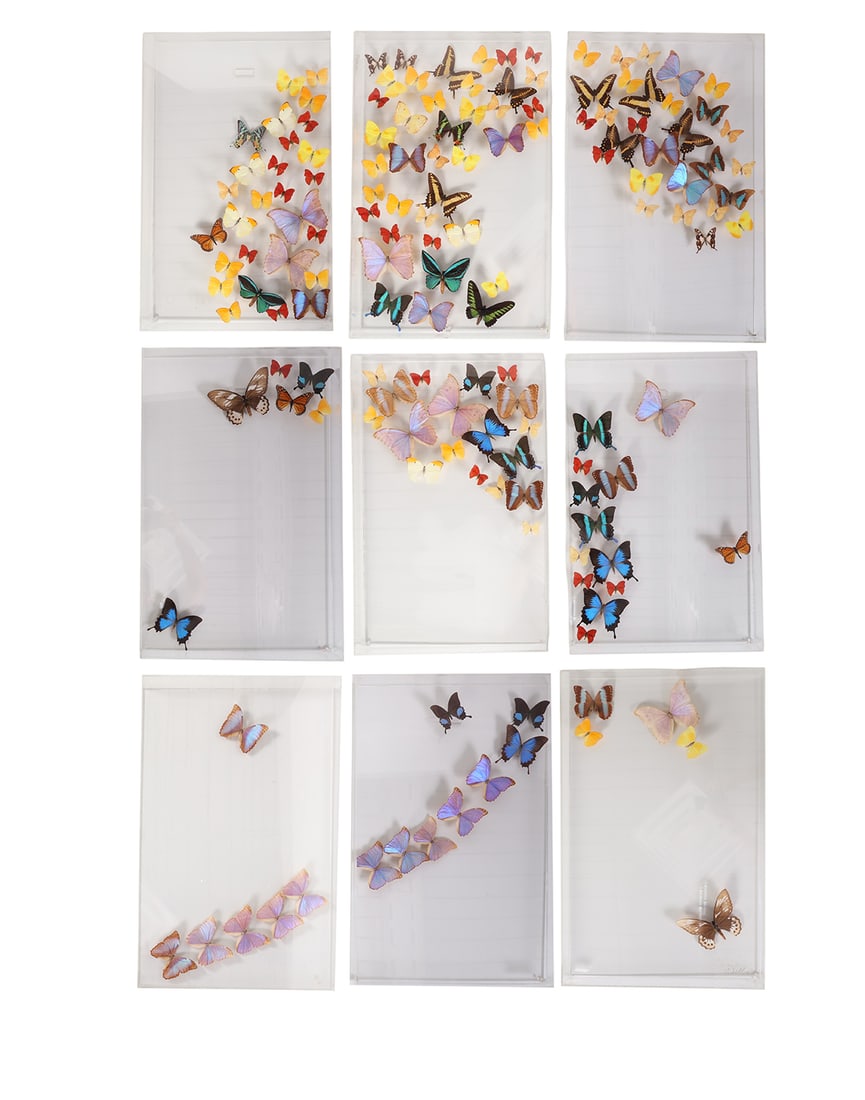 9 CASES OF MOUNTED TAXIDERMY