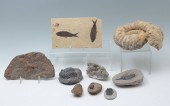 9 PC. FOSSIL & SPECIMEN COLLEC