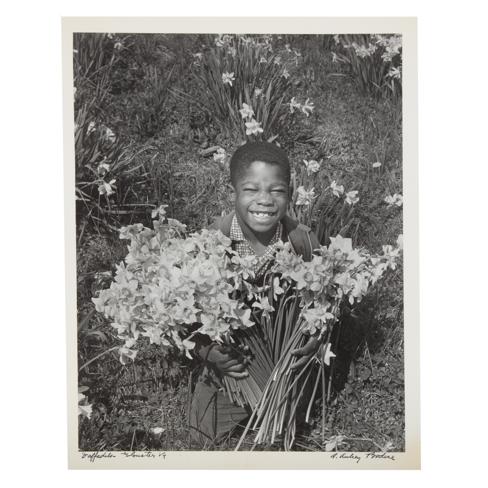 A. AUBREY BODINE. "DAFFODILS,