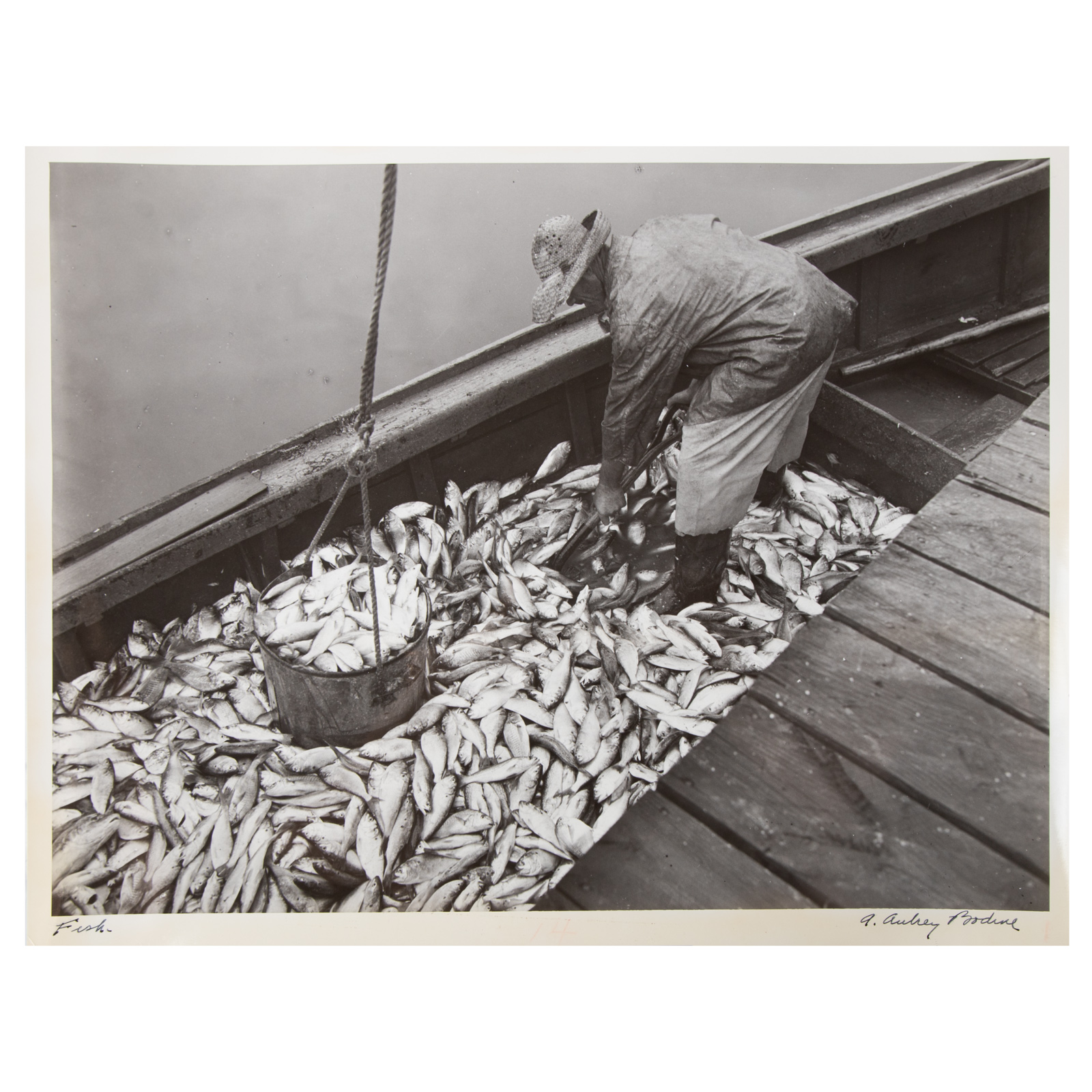 A. AUBREY BODINE. "FISH," GELATIN
