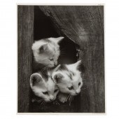 A. AUBREY BODINE. "THREE KITTE
