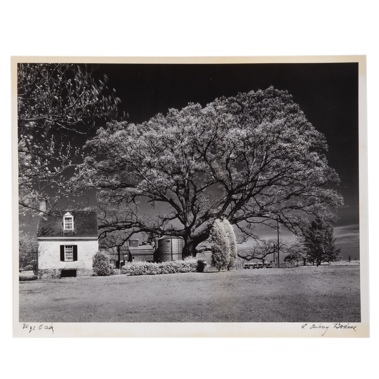 A. AUBREY BODINE. "WYE OAK"