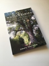 A BARNES OAK SAPLING For tree