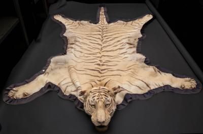 A Bengal tiger skin rug, Van