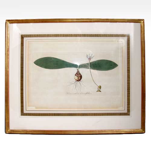 A Botanical Engraving of Haemanthus