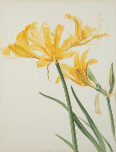 A BOTANICAL WATERCOLOR, LATE