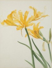 A BOTANICAL WATERCOLOR, LATE 1