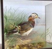 A cased taxidermic mandarin du