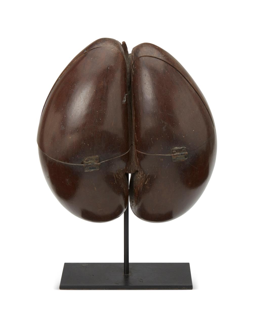 A COCO DE MER SPECIMEN BOXY A