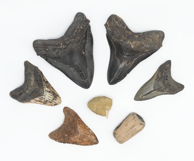 A Collection of Fossils Including